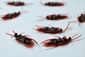 How To Identify a Pest Infestation Before It Gets Worse