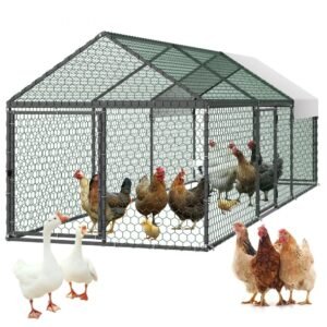 The Biggest Chicken Coop Setup Mistakes First-Time Owners Make